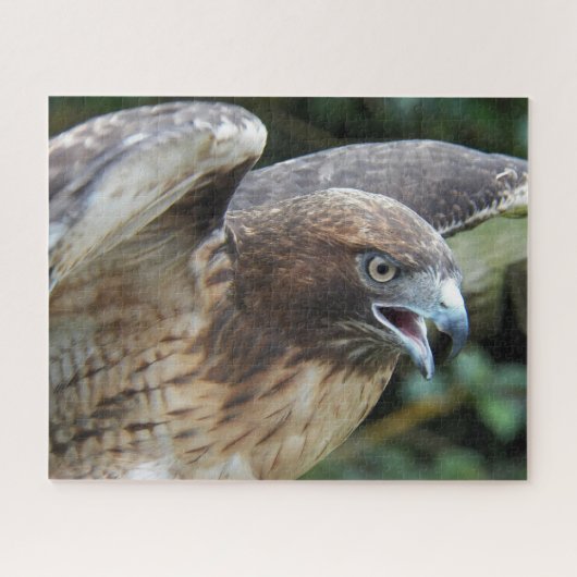 Puzzle Animal de rapace de faucon à queue rousse (Horizontal)