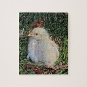 Puzzle animal, les poussins vivent dans l'herbe verte