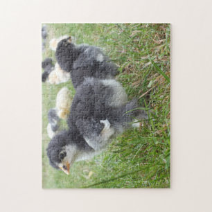 Puzzle animal, poussin, poulet, ferme, mignon, oiseau, bé