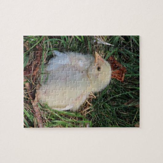 Puzzle animal, poussins de poulet vivent dans l'herbe ver (Horizontal)