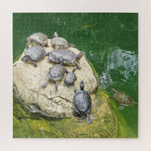 Puzzle animal, reptiles, tortues, eau, nature, plantes,