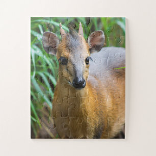 Puzzle animal zoologique pour enfants