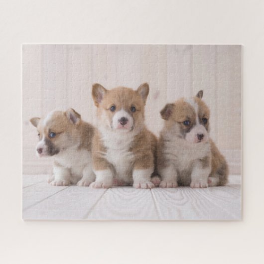 Puzzle Animaux de bébés cutest | 3 Baby Corgis (Horizontal)