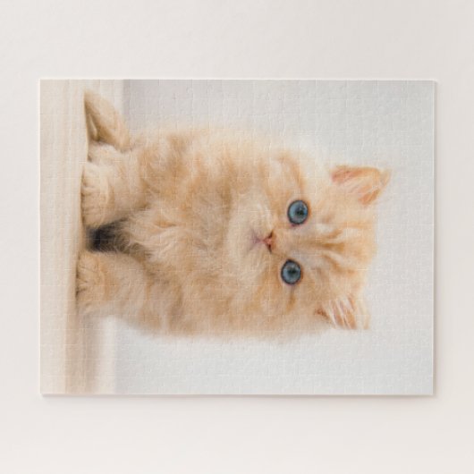 Puzzle Animaux de bébés cutest | A British Longhair Kitte (Horizontal)