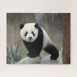 Puzzle Animaux de bébés cutest Baby Panda géant