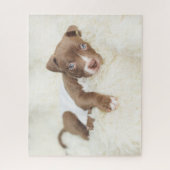 Puzzle Animaux de bébés cutest | Baby Pit Bull Puppy (Vertical)