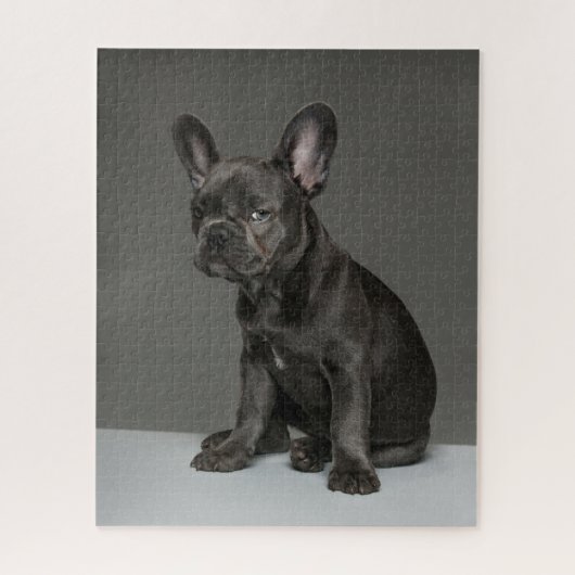 Puzzle Animaux de bébés cutest | Blue French Bulldog Pupp (Vertical)