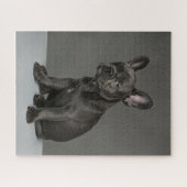 Puzzle Animaux de bébés cutest | Blue French Bulldog Pupp (Horizontal)