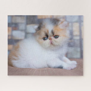 Puzzle Animaux de bébés cutest   Calico Persian Kitten