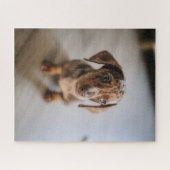 Puzzle Animaux de bébés cutest | Chiot Brown (Horizontal)