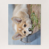 Puzzle Animaux de bébés cutest | Corgi Laying in the Yard (Vertical)