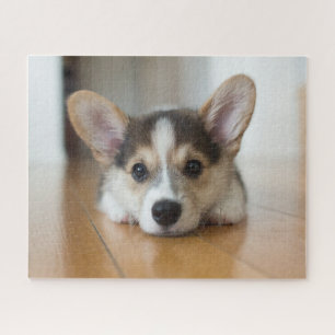 Puzzle Animaux de bébés cutest   Corgi Puppy