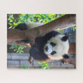 Puzzle Animaux de bébés cutest | Géant Panda Cub (Horizontal)