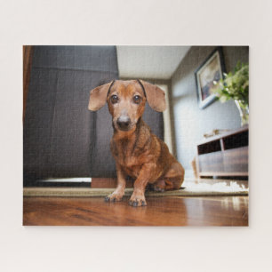 Puzzle Animaux de bébés cutest   Mini chiot