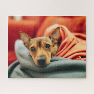 Puzzle Animaux de bébés cutest   Miniature Pinscher