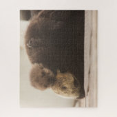 Puzzle Animaux de bébés cutest | Pompe Otter nouveau-né (Vertical)