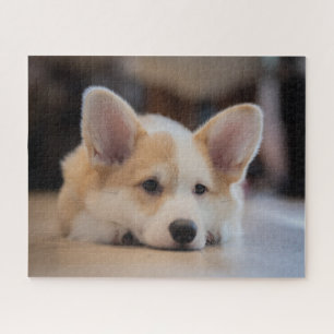 Puzzle Animaux de bébés cutest Sleepy Corgi Puppy