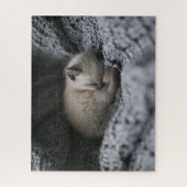 Puzzle Animaux de bébés cutest | Tiny Kitten Dormir (Vertical)