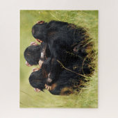 Puzzle Animaux de bébés cutest | Trois chimpanzés en trai (Vertical)