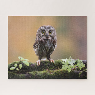 Puzzle Animaux de bébés cutest Un hibou-bébé