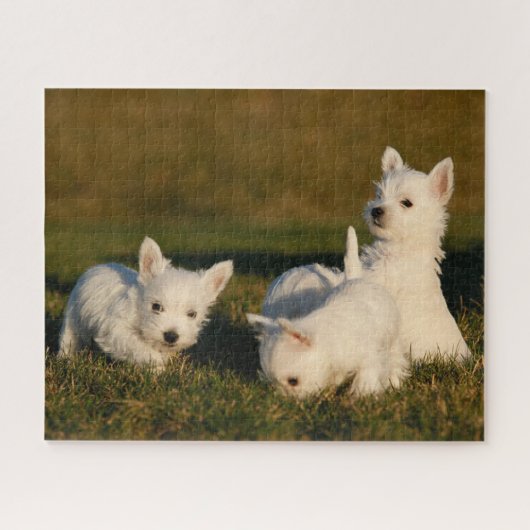 Puzzle Animaux de bébés cutest | West Highland White Terr (Horizontal)