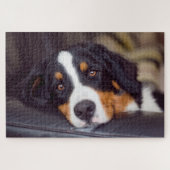 Puzzle Animaux de compagnie difficiles 20" x 30" (Horizontal)