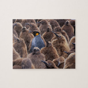 Puzzle Antarctique, île de Géorgie du Sud, manchots royau