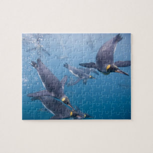 Puzzle Antarctique, île de Géorgie du Sud (Royaume-Uni),