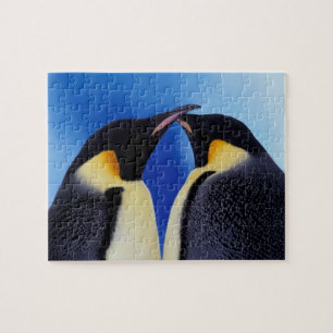 Puzzle Antarctique, Manchots empereurs