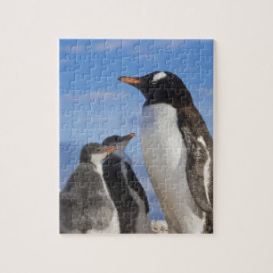 Puzzle Antarctique, Neko Cove (Port). Pingouin Gentoo 2