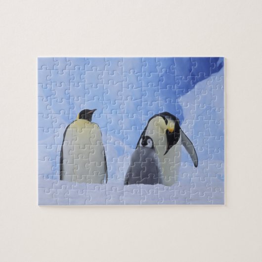 Puzzle Antarctique. Pingouins empereurs et poussins (Horizontal)