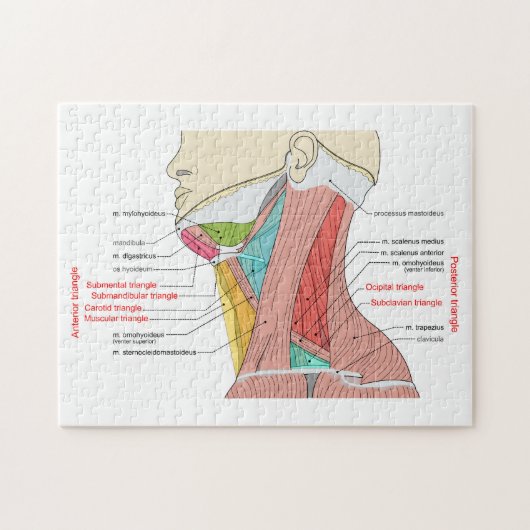 Puzzle Antérieur Triangle supérieur Triangle cou Muscles (Horizontal)