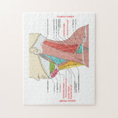 Puzzle Antérieur Triangle supérieur Triangle cou Muscles (Vertical)