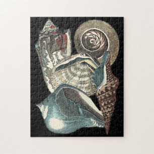 Puzzle Anthologie de coquillage