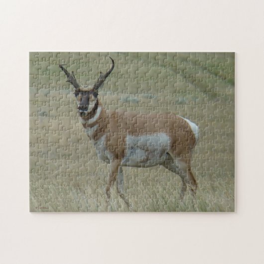 Puzzle Antilope d'Amérique A33 Cornes Torses (Horizontal)