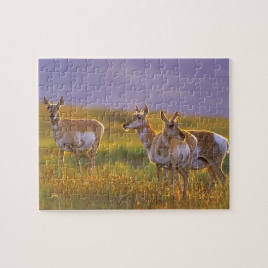 Puzzle Antilope d'Amérique dans le Montana (Horizontal)