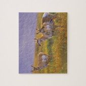 Puzzle Antilope d'Amérique dans le Montana (Vertical)