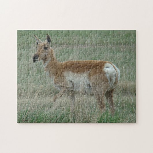 Puzzle Antilope d'Amérique femelle A31 (Horizontal)