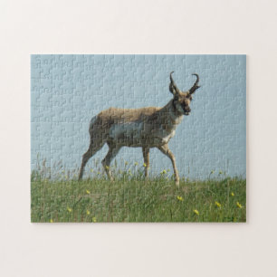 Puzzle Antilope Pronghorn A10 marchant à travers les fleu