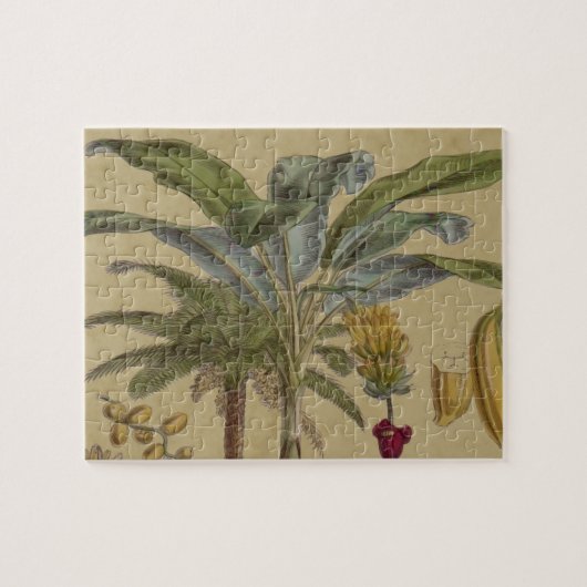 Puzzle Antique Tropical Palm Fruit Botanique (Horizontal)