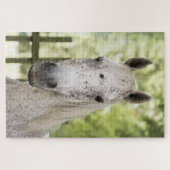 Puzzle Appaloosa Horse (Horizontal)