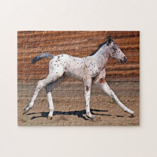 Puzzle Appaloosa Horse Foal Running