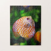 Puzzle Aquarium à poissons Orange White Discus Photo (Vertical)