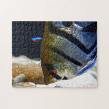 Aquarium d'eau douce pour poissons-anges