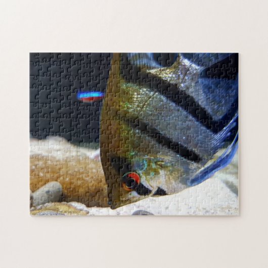 Puzzle Aquarium d'eau douce pour poissons-anges (Horizontal)