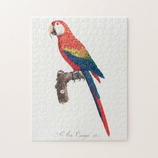 Puzzle Ara Canga Parrot (Vertical)