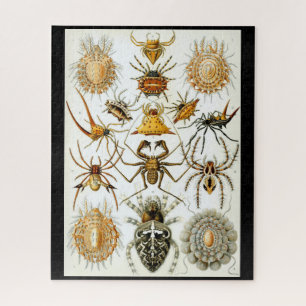 Puzzle Arachnides par Ernest Haeckel illustration vintage