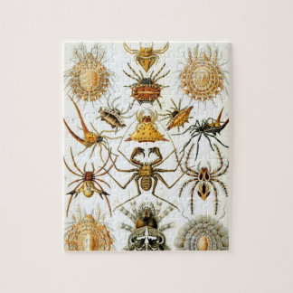 Puzzle Arachnides par Ernst Haeckel, Araignées Vintages