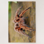 Puzzle Araignée Brown de tarantule sur terre (Vertical)