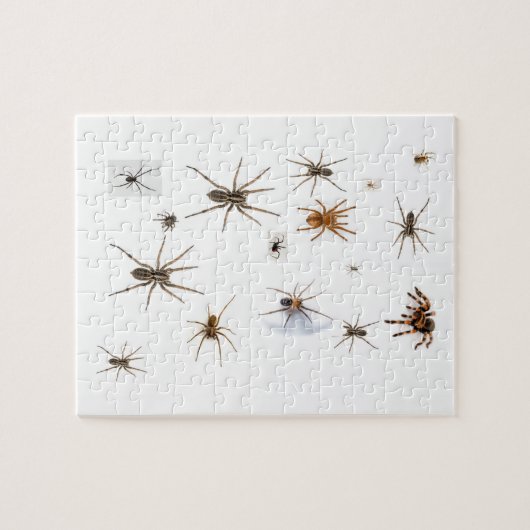 Puzzle Araignées d'amour ! (Horizontal)